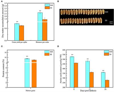 Integrated transcriptomic and metabolomic analyses revealed the regulatory mechanism of sulfur application in grain yield and protein content in wheat (Triticum aestivum L.)